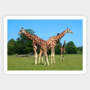 Girafs in Knuthenborg Safari park in Denmark Sticker